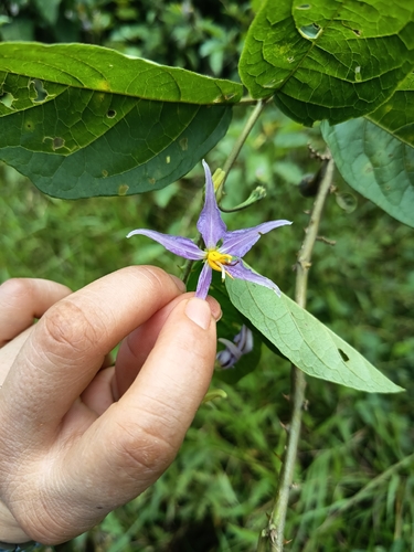 Solanum subinerme, photograph 4