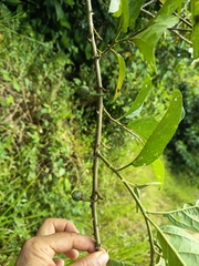 Solanum subinerme, photograph (c) marthayolimapardodiaz, some rights reserved (CC BY)