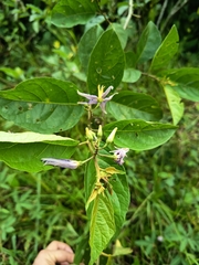 Solanum subinerme, photograph (c) marthayolimapardodiaz, some rights reserved (CC BY)