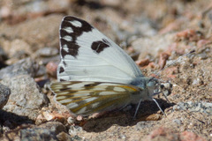 Pontia glauconome