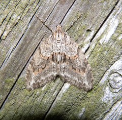 Trichopteryx polycommata