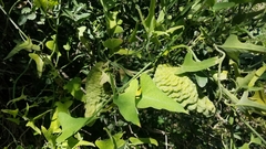 Araujia brachystephana