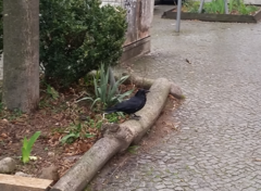 Corvus corone
