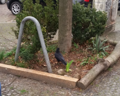 Corvus corone