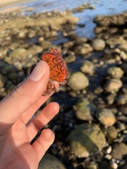 Cycloxanthops novemdentatus