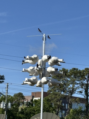 Purple Martin observed by itsjustkel