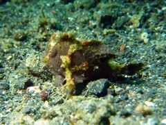 Nudiantennarius subteres