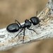 Camponotus piceus - Photo (c) Roman, some rights reserved (CC BY), uploaded by Roman