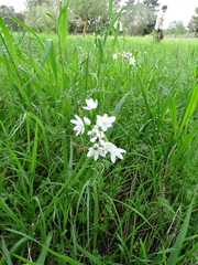 Allium neapolitanum