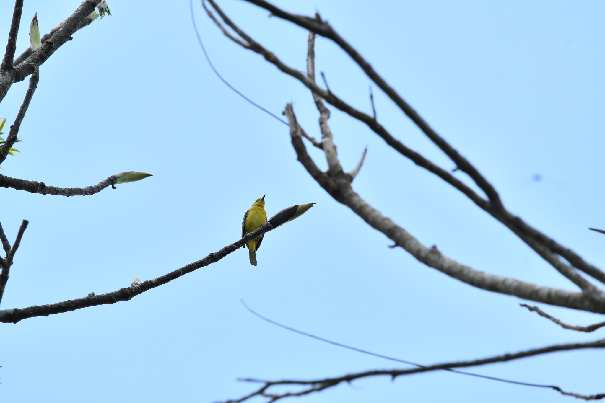 Yellow-bellied Tyrannulet (Ornithion semiflavum), photo 2