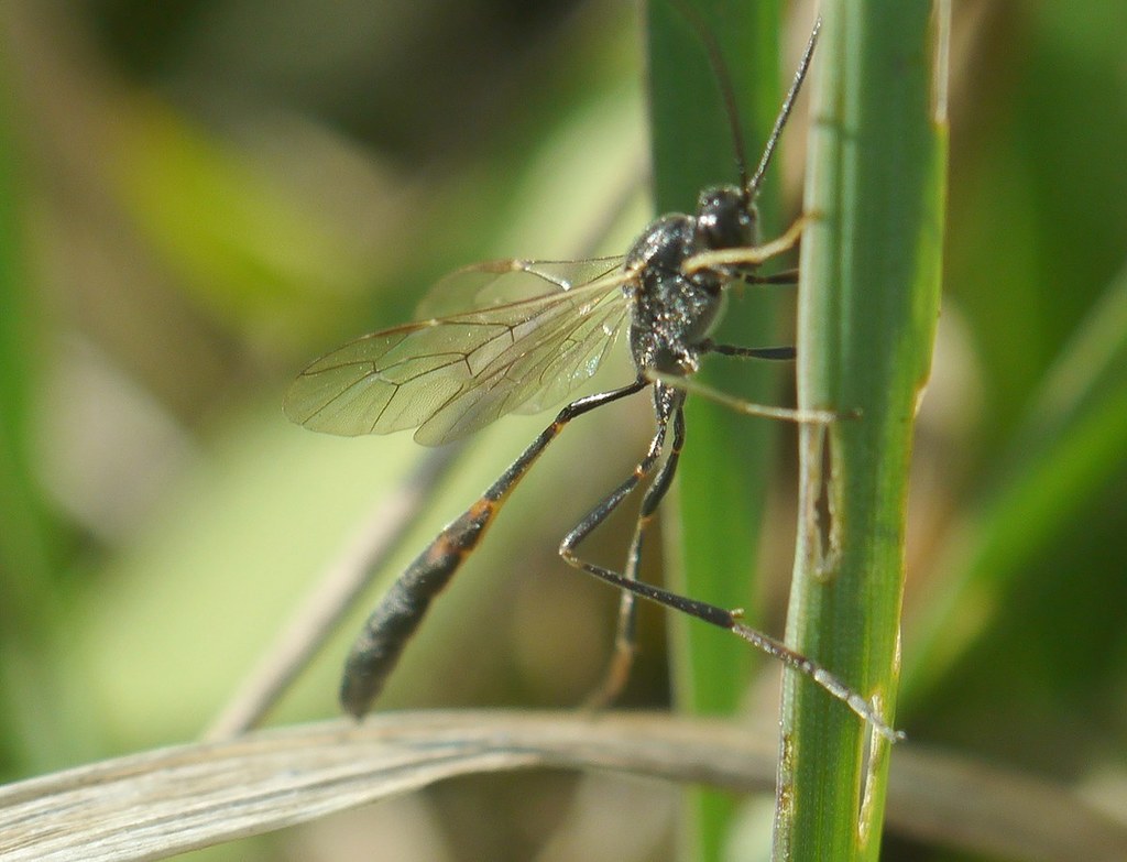 Barylypa uniguttata