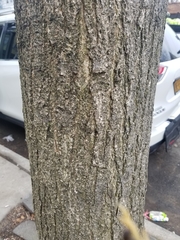 Styphnolobium japonicum