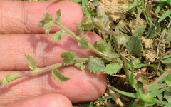 Blumea oxyodonta