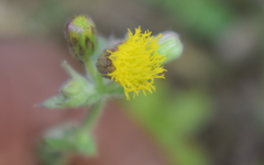 Blumea oxyodonta