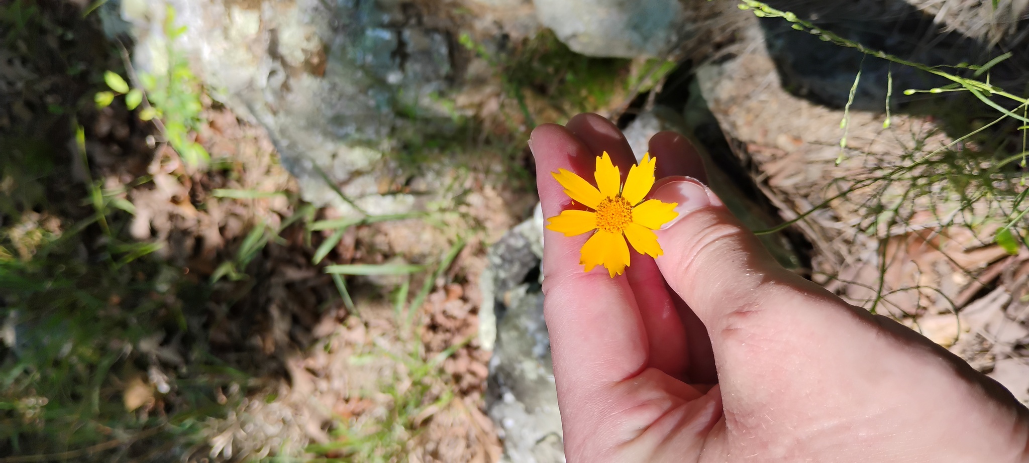 Imagem de coreopsis