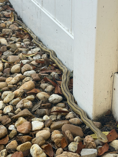 Eastern Ratsnake observed by mlyntz