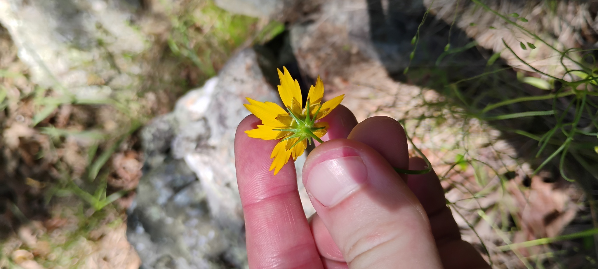 Imagem de coreopsis