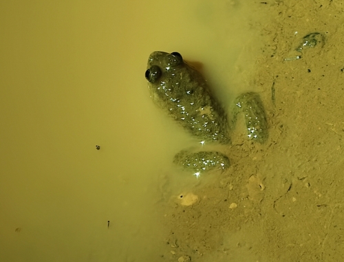 Occidozyga sumatrana