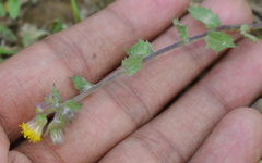 Blumea oxyodonta