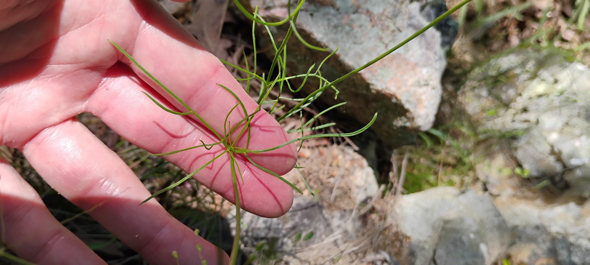 Imagem de coreopsis