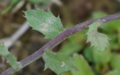Blumea oxyodonta