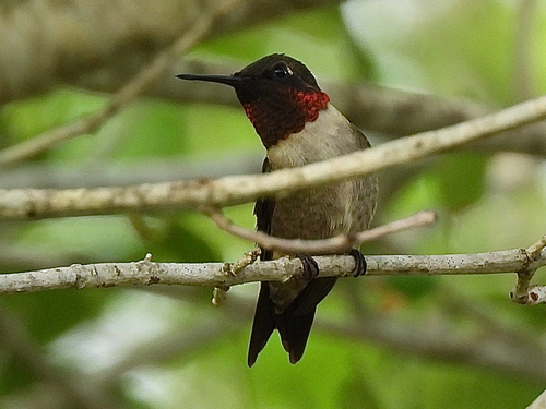 Ruby-throated Hummingbird observed by texasagarita