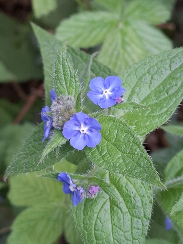 Green Alkanet