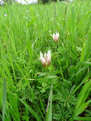 Trifolium clypeatum