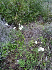 Ranunculus asiaticus
