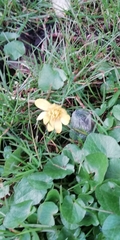 Ficaria verna