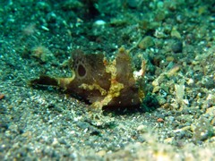 Nudiantennarius subteres