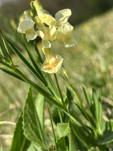 Lathyrus pannonicus, photograph 4