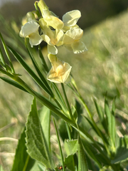 (c) Annette Peters, some rights reserved (CC BY) Lathyrus pannonicus, photograph (c) Annette Peters, some rights reserved (CC BY)