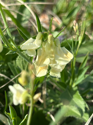 Lathyrus pannonicus, photograph 5