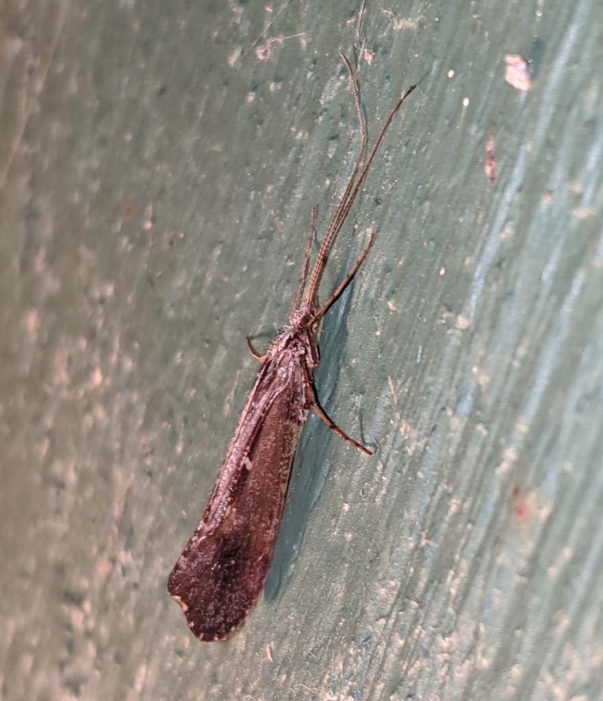 Irrorate Northern Caddisfly