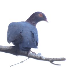 Patagioenas squamosa