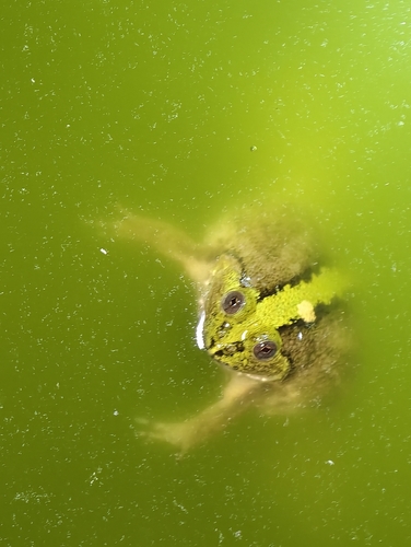 Occidozyga lima