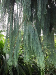 Cupressus cashmeriana