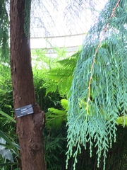 Cupressus cashmeriana