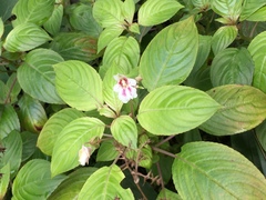 Impatiens grandis
