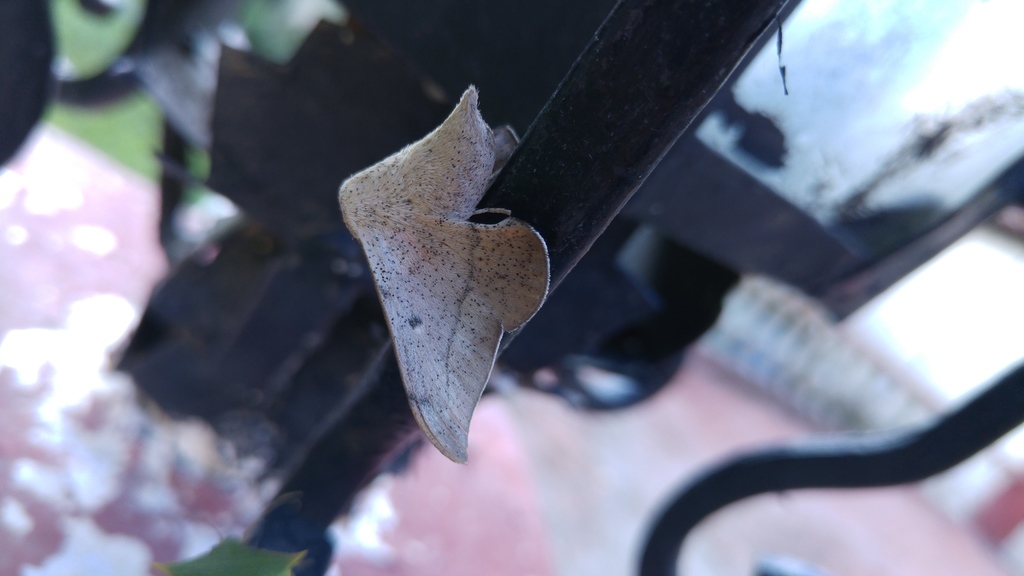 Cicinnus mexicana