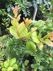 Vaccinium halconense