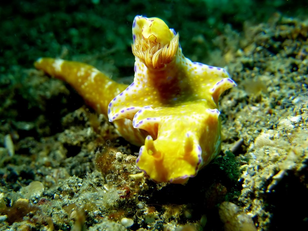 Elongate Pantechnicon Dorid