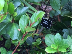 Vaccinium halconense