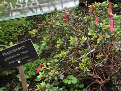 Rhododendron gracilentum