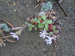 Silene succulenta
