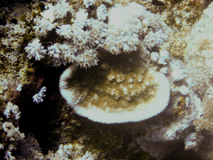 Podabacia sinai
