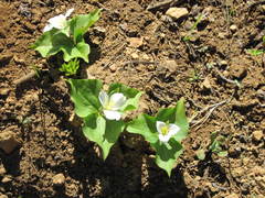 Trillium ovatum ovatum