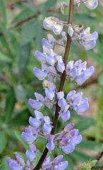 Lupinus latifolius