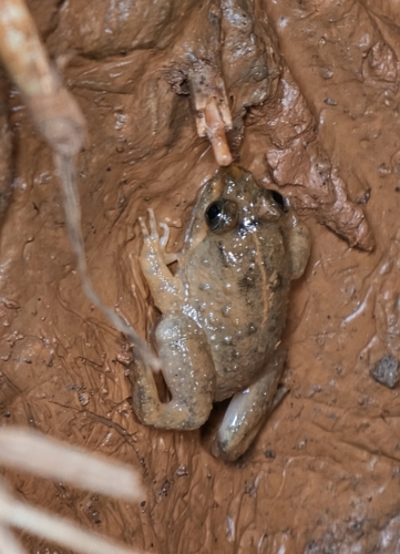 Occidozyga sumatrana, 2026-04-18